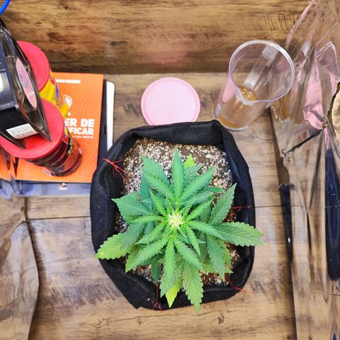 Mary Jane growlog timeline photo