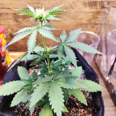 Mary Jane growlog timeline photo