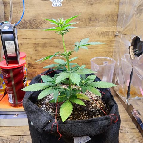 Mary Jane growlog timeline photo