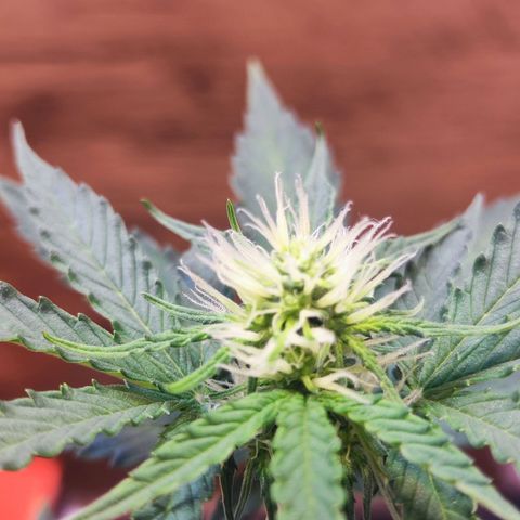 Mary Jane growlog timeline photo