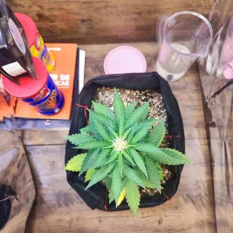 Mary Jane growlog timeline photo