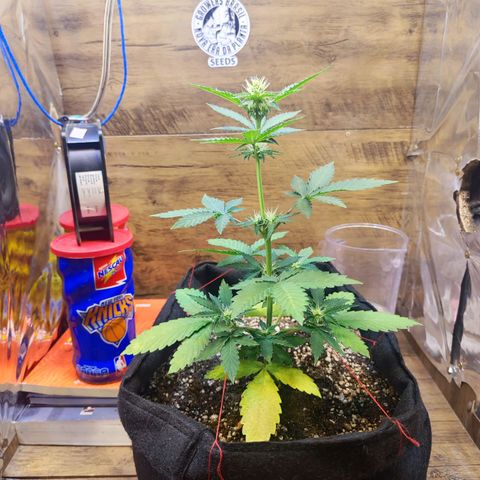 Mary Jane growlog timeline photo