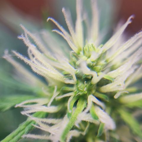 Mary Jane growlog timeline photo