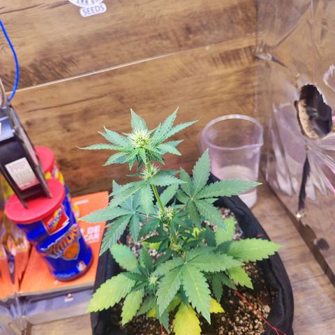Mary Jane growlog timeline photo