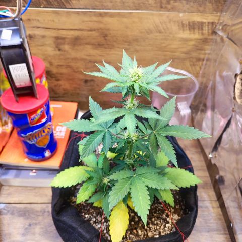 Mary Jane growlog timeline photo