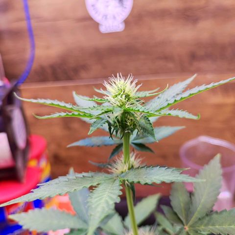 Mary Jane growlog timeline photo