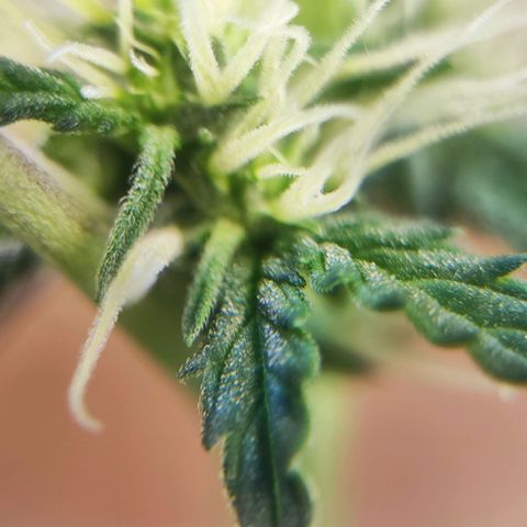 Mary Jane growlog timeline photo