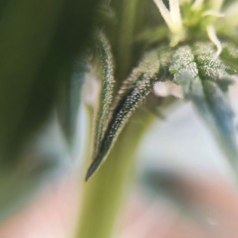 Mary Jane growlog timeline photo