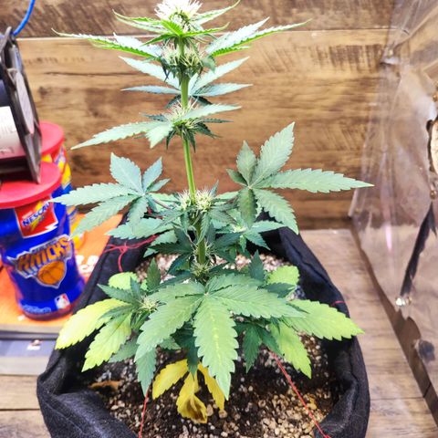 Mary Jane growlog timeline photo