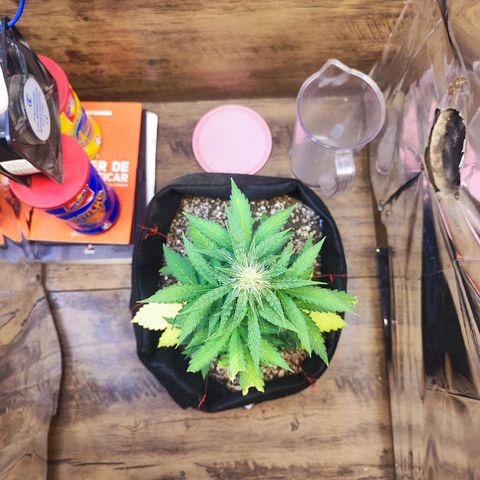 Mary Jane growlog timeline photo