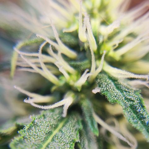 Mary Jane growlog timeline photo