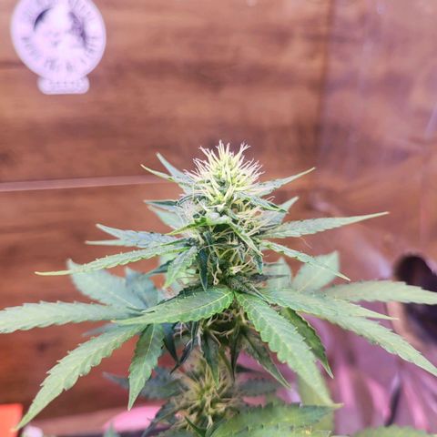 Mary Jane growlog timeline photo