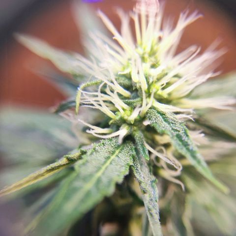 Mary Jane growlog timeline photo