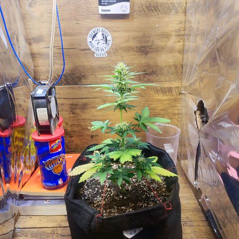 Mary Jane growlog timeline photo