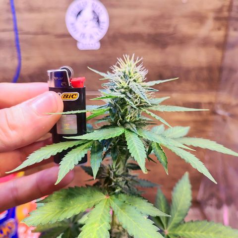 Mary Jane growlog timeline photo