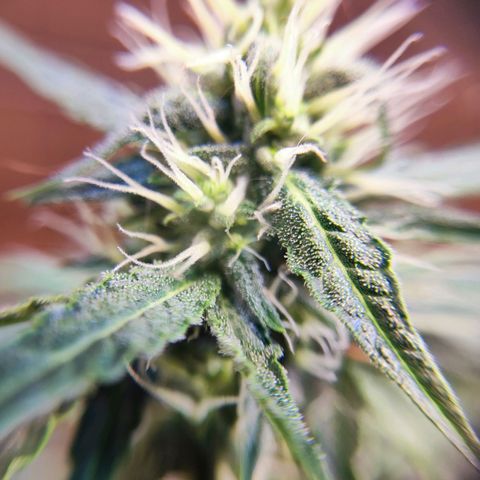 Mary Jane growlog timeline photo
