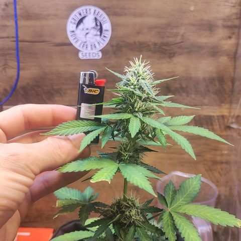 Mary Jane growlog timeline photo