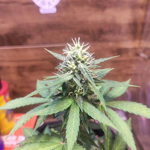 Mary Jane growlog timeline photo