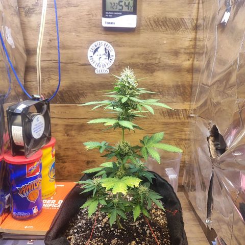 Mary Jane growlog timeline photo