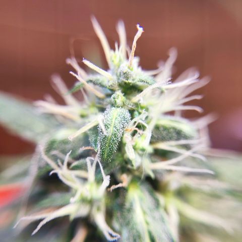 Mary Jane growlog timeline photo