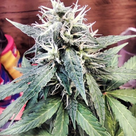 Mary Jane growlog timeline photo