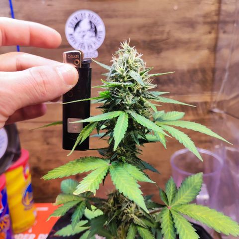 Mary Jane growlog timeline photo