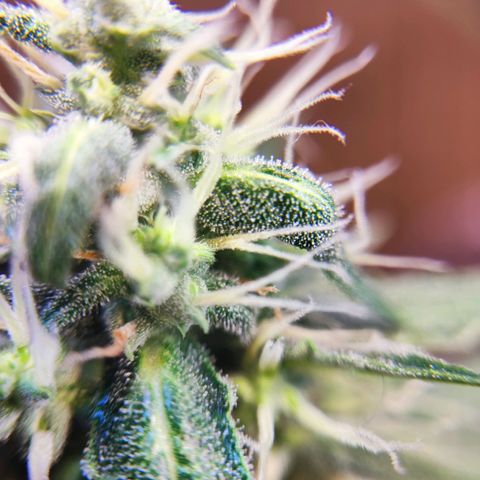 Mary Jane growlog timeline photo