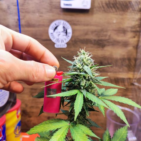 Mary Jane growlog timeline photo