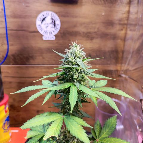 Mary Jane growlog timeline photo
