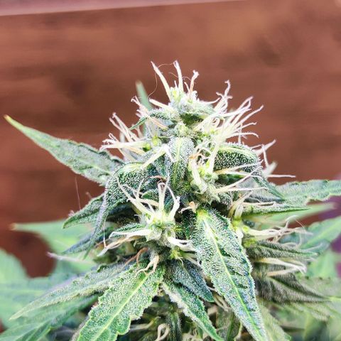 Mary Jane growlog timeline photo