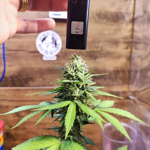 Mary Jane growlog timeline photo