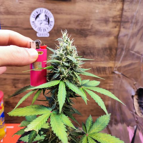 Mary Jane growlog timeline photo