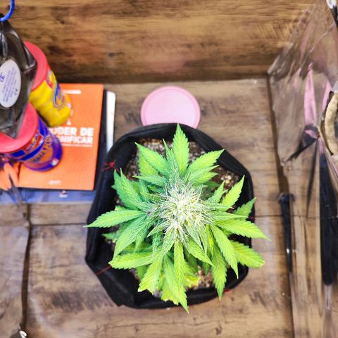 Mary Jane growlog timeline photo