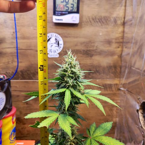 Mary Jane growlog timeline photo