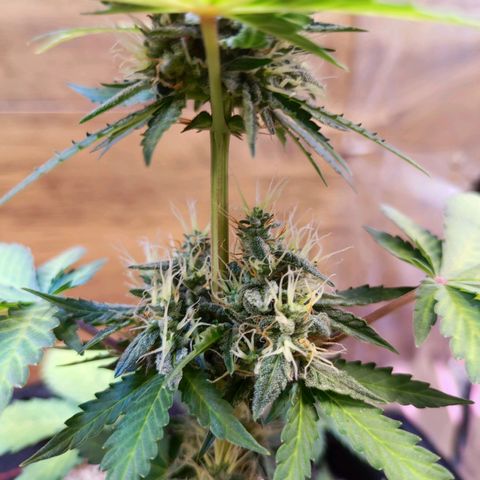 Mary Jane growlog timeline photo