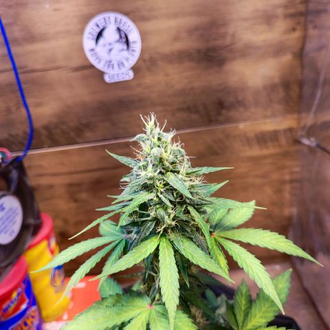 Mary Jane growlog timeline photo