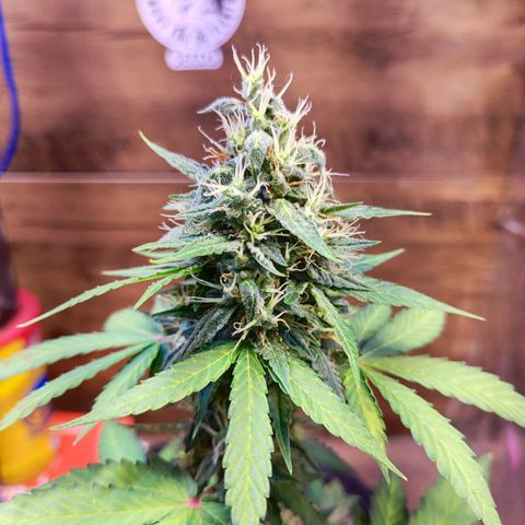 Mary Jane growlog timeline photo
