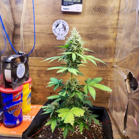 Mary Jane growlog timeline photo