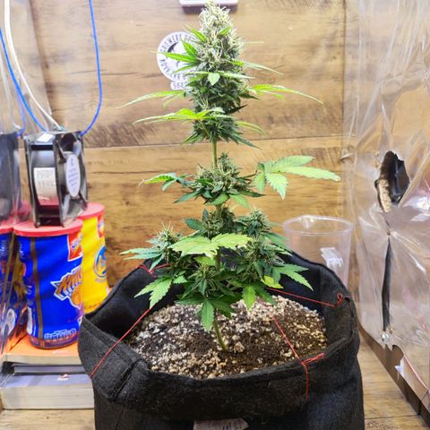 Mary Jane growlog timeline photo