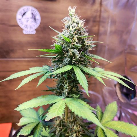 Mary Jane growlog timeline photo