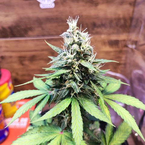 Mary Jane growlog timeline photo