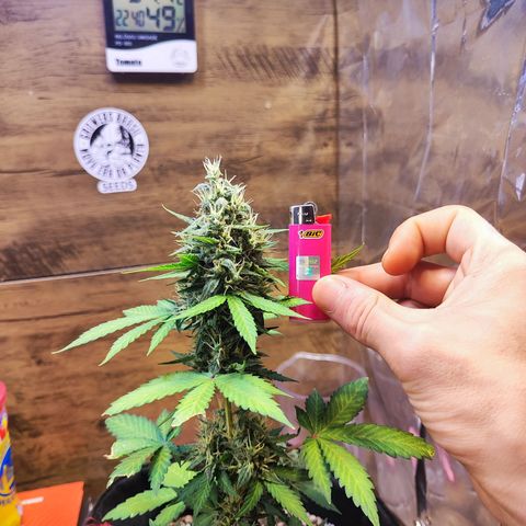 Mary Jane growlog timeline photo