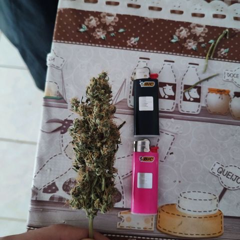 Mary Jane growlog timeline photo