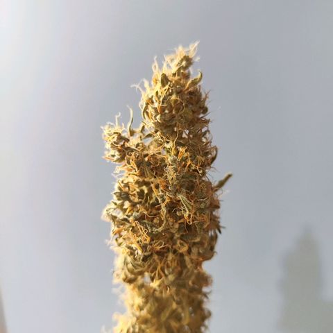 Mary Jane growlog timeline photo