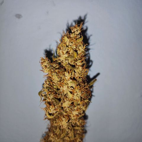 Mary Jane growlog timeline photo