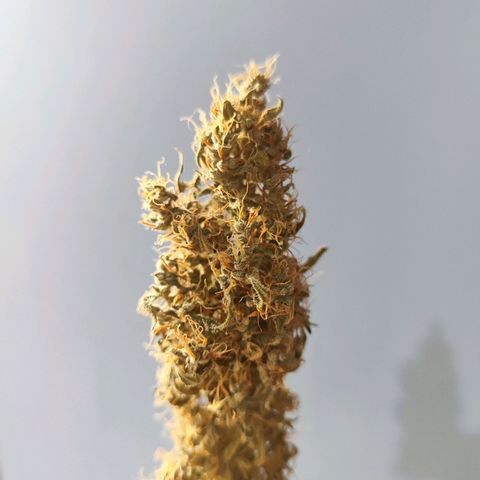 Mary Jane growlog timeline photo