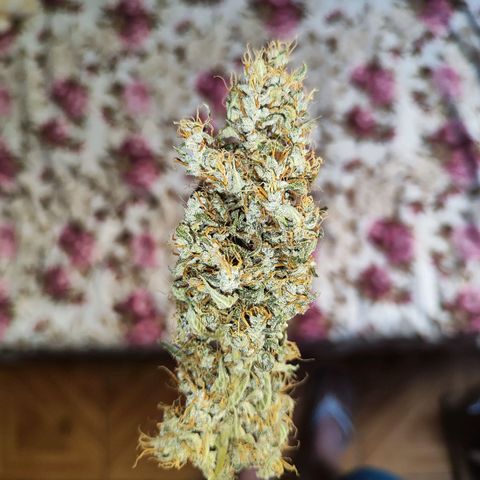 Mary Jane growlog timeline photo