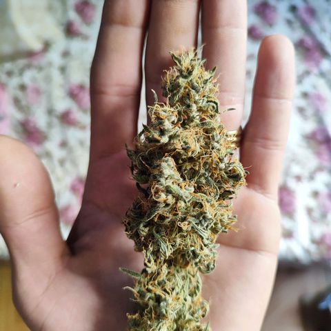 Mary Jane growlog timeline photo
