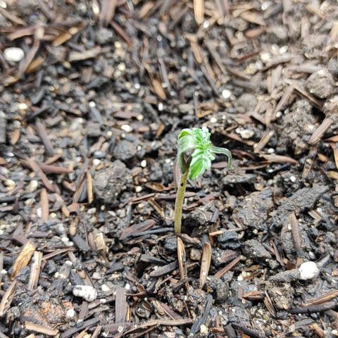Amnésia Haze Auto (ppt) growlog timeline photo