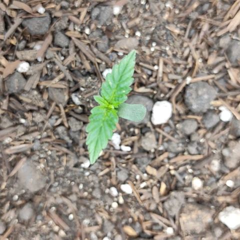 Amnésia Haze Auto (ppt) growlog timeline photo